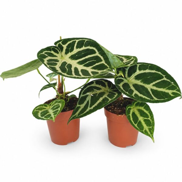 anthurium silver blush anthurium silver blush