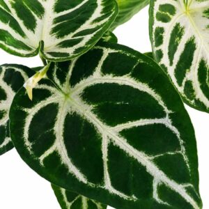 anthurium silver blush