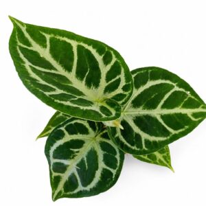 anthurium silver blush