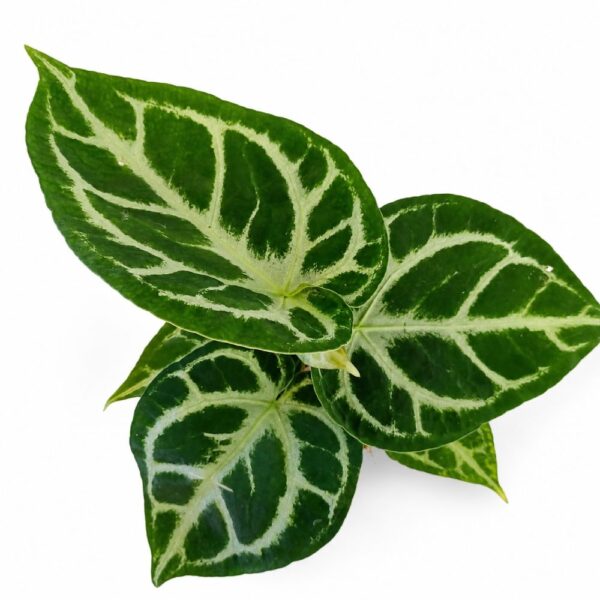 anthurium silver blush