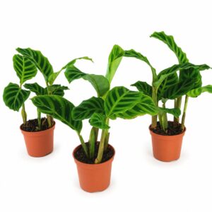 calathea zebrina