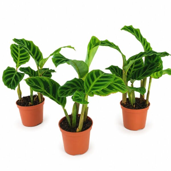 calathea zebrina