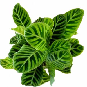 calathea zebrina