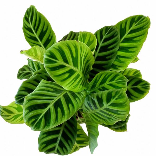 calathea zebrina