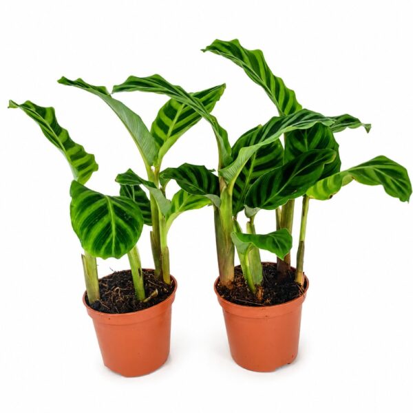 calathea zebrina