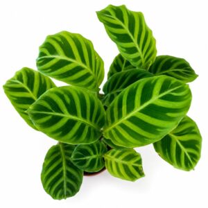 calathea zebrina