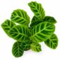 calathea zebrina