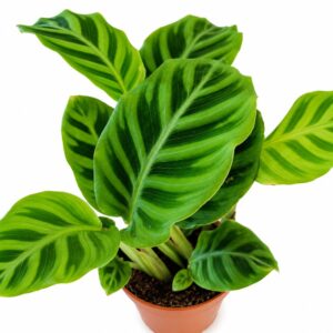 calathea zebrina
