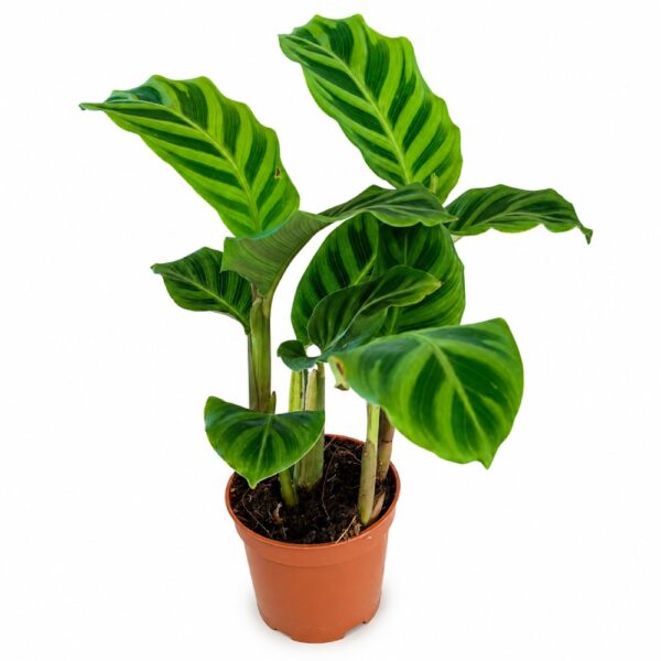 calathea zebrina calathea zebrina