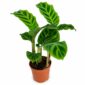 calathea zebrina