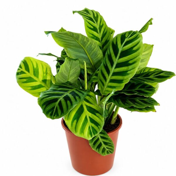calathea zebrina calathea zebrina