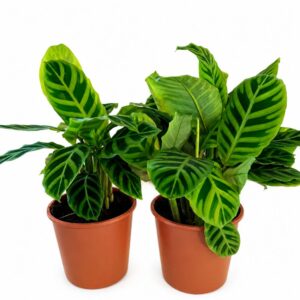 calathea zebrina