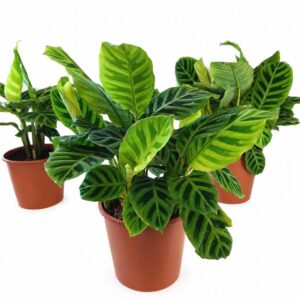 calathea zebrina