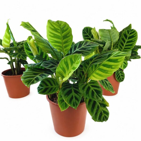 calathea zebrina