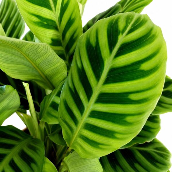calathea zebrina