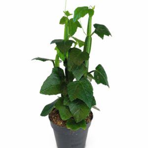 cissus quadrangularis