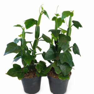 cissus quadrangularis