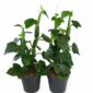 cissus quadrangularis