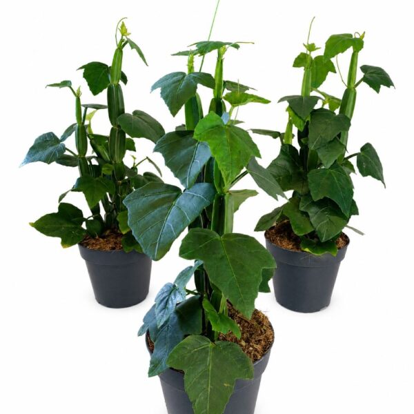 cissus quadrangularis