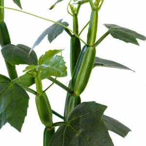 cissus quadrangularis