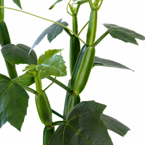 cissus quadrangularis