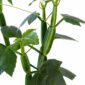 cissus quadrangularis