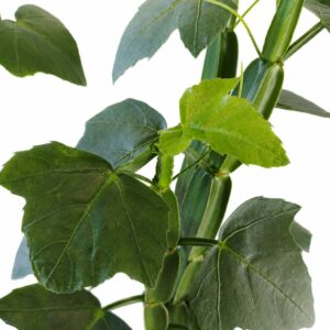 cissus quadrangularis