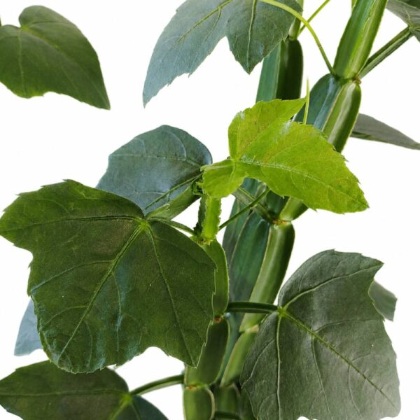 cissus quadrangularis