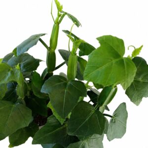 cissus quadrangularis
