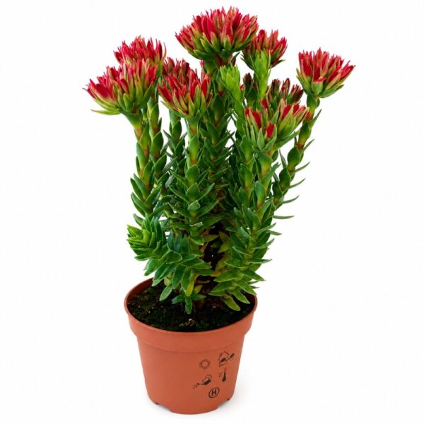 crassula coccinea-grubosz szkarłatny