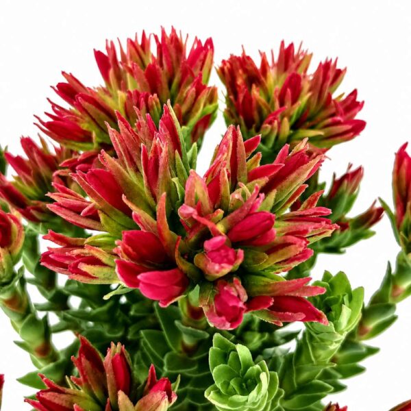 crassula coccinea-grubosz szkarłatny crassula coccinea-grubosz szkarłatny