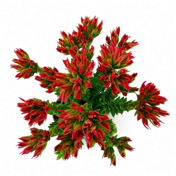 crassula coccinea-grubosz szkarłatny