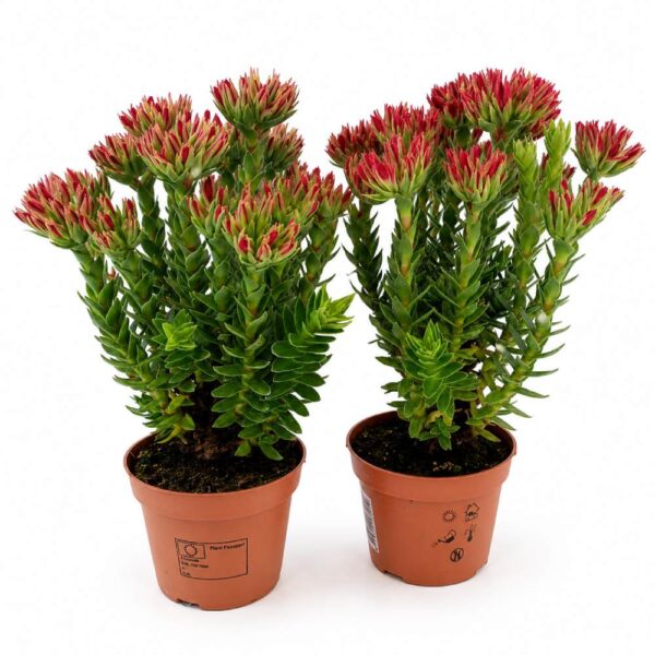 crassula coccinea-grubosz szkarłatny