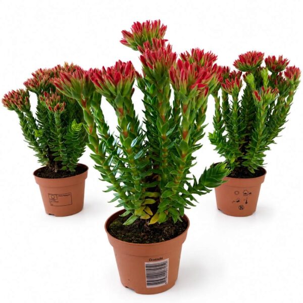crassula coccinea-grubosz szkarłatny