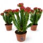 crassula coccinea-grubosz szkarłatny