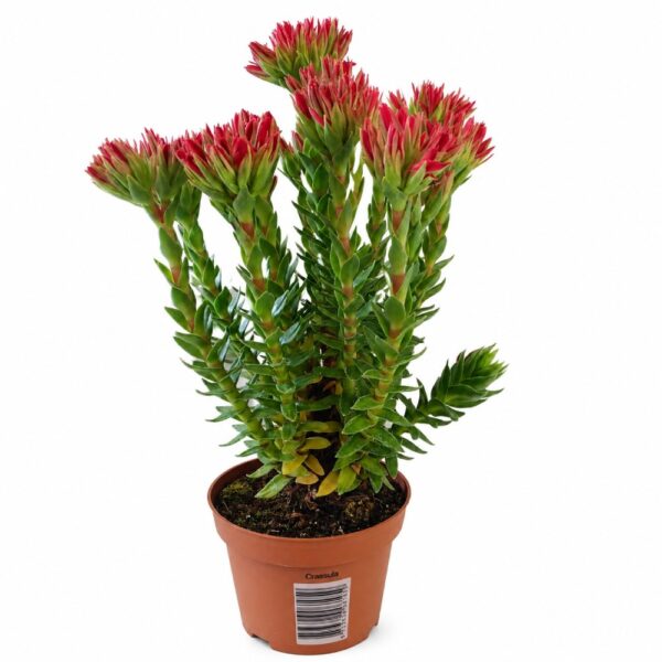 crassula coccinea-grubosz szkarłatny