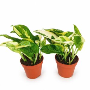 epipremnum lemon joy