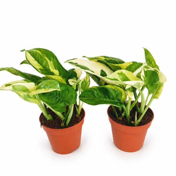 epipremnum lemon joy