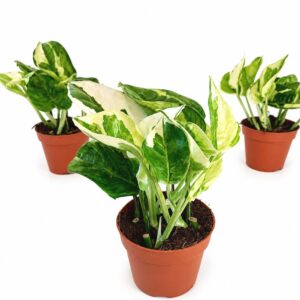 epipremnum lemon joy