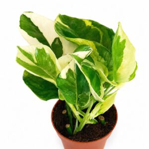 epipremnum lemon joy