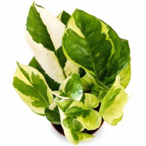 epipremnum lemon joy