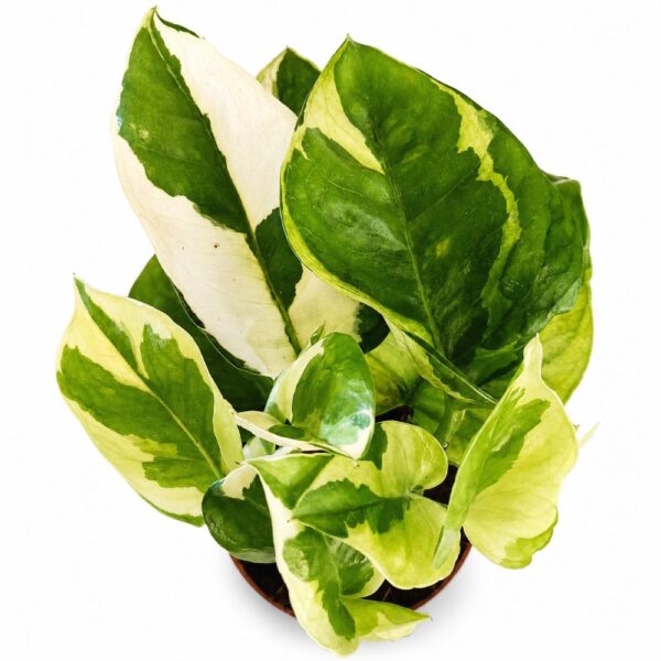 epipremnum lemon joy epipremnum lemon joy
