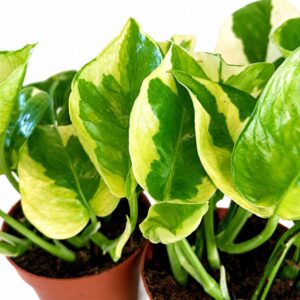 epipremnum lemon joy