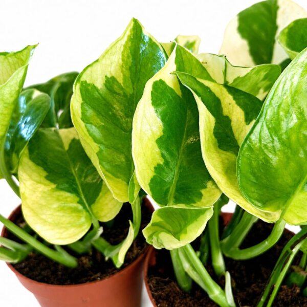epipremnum lemon joy