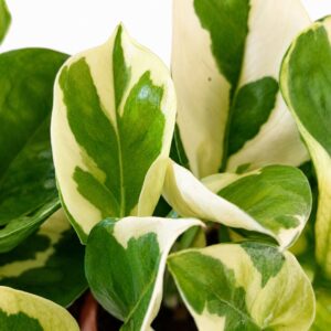 epipremnum lemon joy