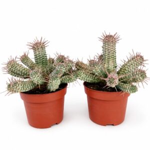 euphorbia mammillaris