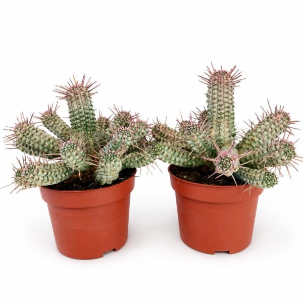euphorbia mammillaris