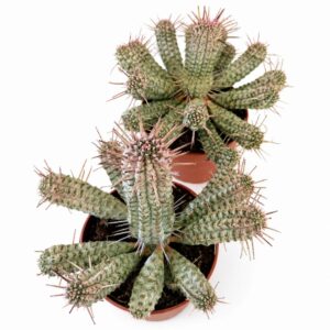 euphorbia mammillaris