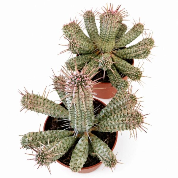 euphorbia mammillaris