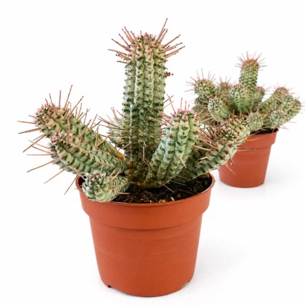 euphorbia mammillaris